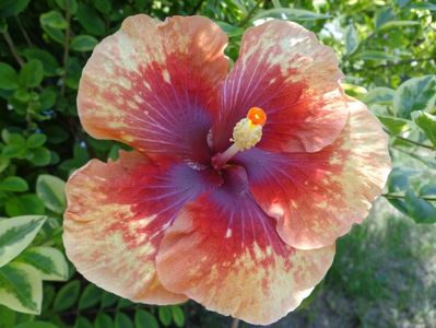 HIBISCUS HEARTBREAK HOTEL