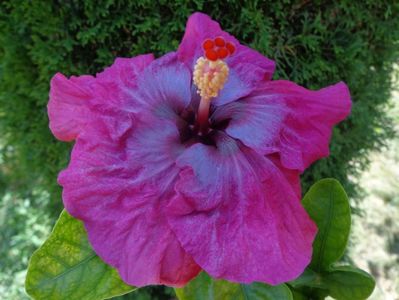 HIBISCUS LILAC WINE