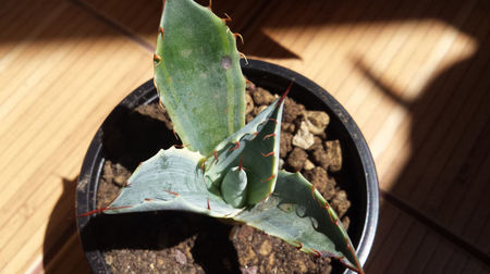 Agave Parrasana Fireball 2