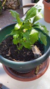 Duranta repens