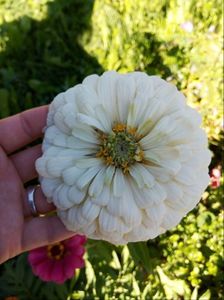 O Zinnia verde