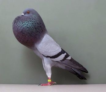 horseman-pouter-pigeons