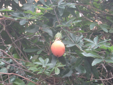 Fructul pasiunii