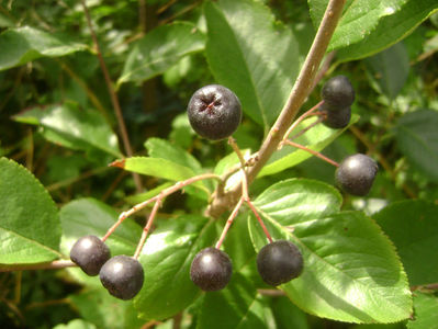 Aronia; Aronia
