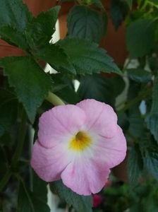 Vie en Rose