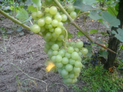 Perla de Csaba strugure2
