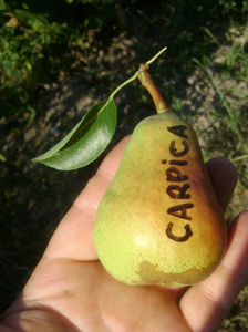 Para Carpica 9; Para Carpica
