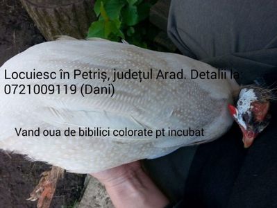 Femela albă cu tentă de crem