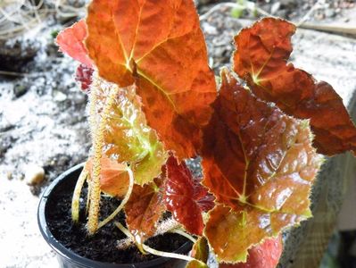 autumn embers