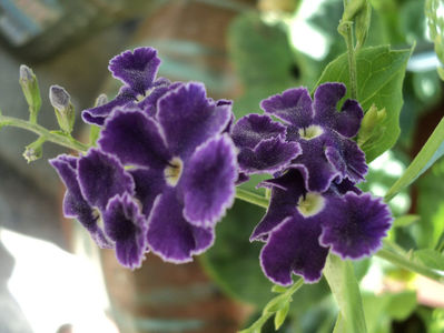 3 aug 2017 , primele flori