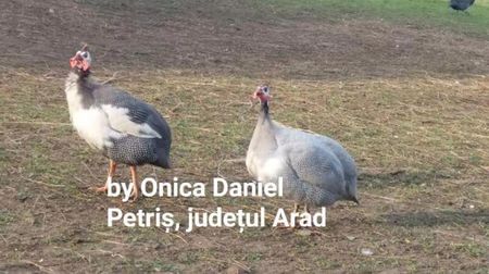 Primăvara 2017; Mascul monogam (Soț - soție)
Au format o legătură puternică. Preferă să stea separați de celelalte bibilici. Masculul așteaptă femela să ouă când aceasta e pe cuibar...
