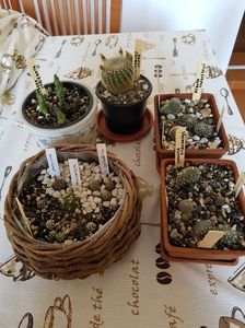 Noi locatari...teposi; Gh alb: orbea vrg; gh negru: notocactus scopa;cos: mam.gracilis+matucana paucicostata+lobivia cylindrica+gymno.parvulum; vas lut×2: opuntia microdasys+reb heliosa+ reb flavistyla+reb canigueralii

