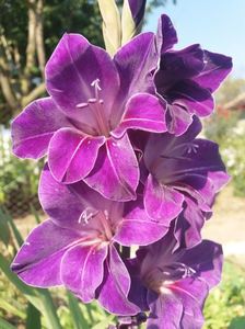 Gladiola