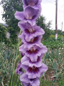 Gladiola