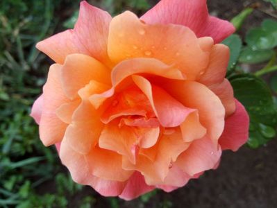 2017 primele flori