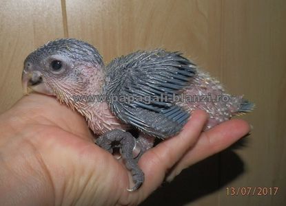 Caique - Blackheaded parrot