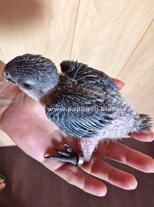 Caique - Blackheaded parrot