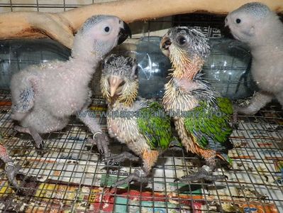 Caique - Blackheaded parrot