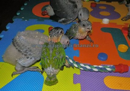 Caique - Blackheaded parrot