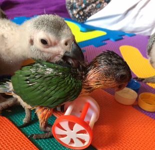 Caique - Blackheaded parrot