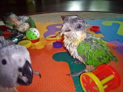 Caique - Blackheaded parrot