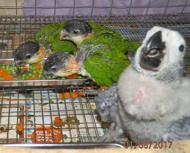 Caique - Blackheaded parrot