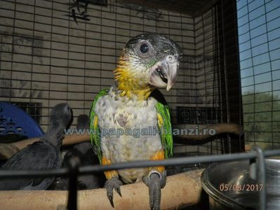 Caique - Blackheaded parrot