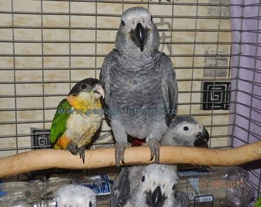 Caique - Blackheaded parrot