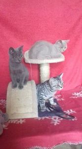 British Shorthair; fetita lila,baiatblu si baiat spoted 3-4 luni
