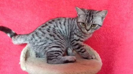 British Shorthair; baietel silver spoted nascut in 06.04.2017 mama silver spoted ,tata blu
