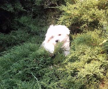 Bichon Maltese; baietel nascut in 14.05.2017
