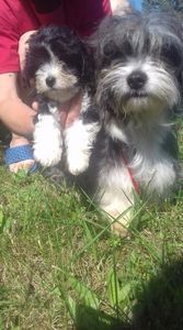 Bichon Havanese; mama si fiica nascuta in 07.04.2017.
