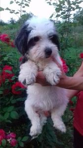 Bichon Havanese; RIVA  poza pentru viitorul stapan.la 7 luni.
