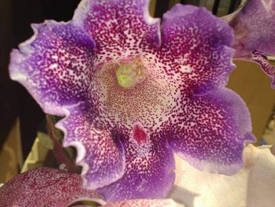 received_1426275540783982