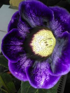 received_1426274414117428