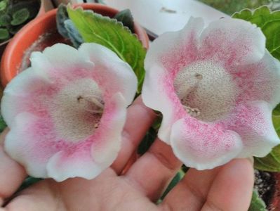 received_1372254466186090