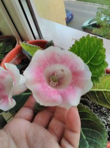 received_1372254489519421