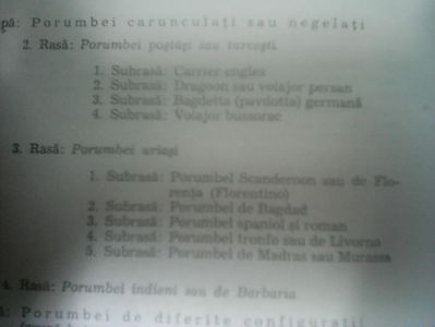 Creşterea porumbeilor 196Peterfi Sefan Cluj