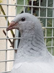 albastru mascul
