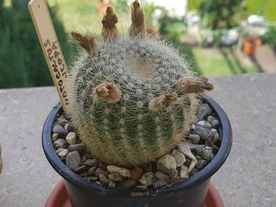 Notocactus parodia scopa