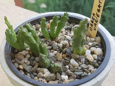 Orbea variegata