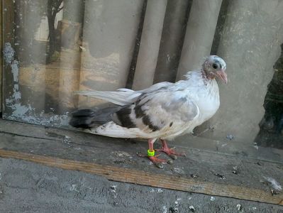 din moriscari
