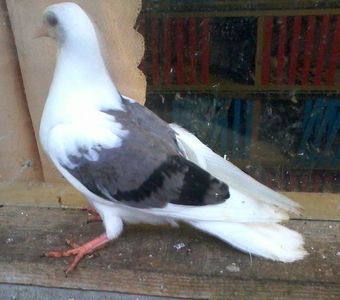 din moriscarii