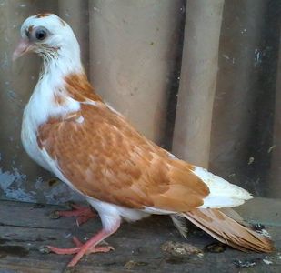 din moriscari