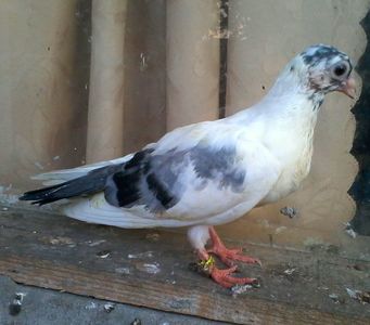 din moriscari