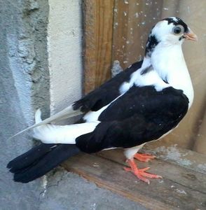 din moriscari