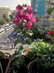 Bougainvillea; Schimb Bougainvillea ciclam - cca 40cm inaltime, acum inflorita - cu orice alta culoare.
