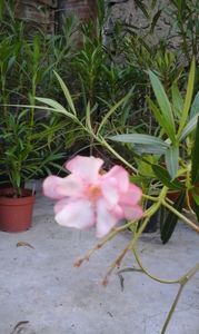 Roz degrade Flora (2)