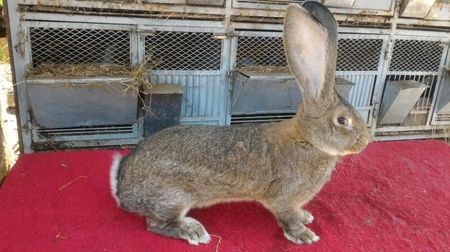RO8 1744 - Mascul 7 Luni !; Mama productie proprie RO257, tatal Bolya !
