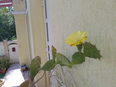 Opuntia robusta